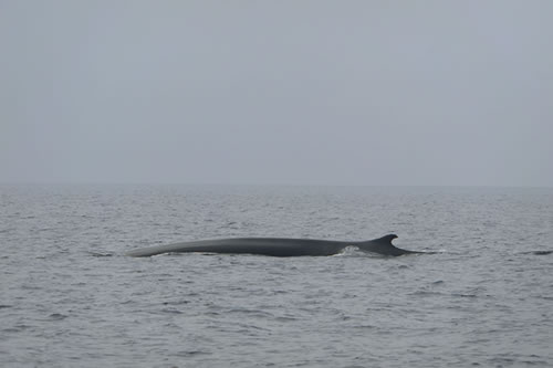 Balaenoptera physalus