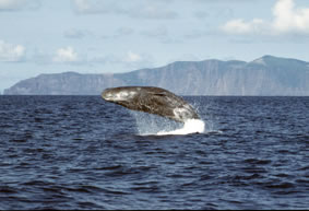 Physeter macrocephalus