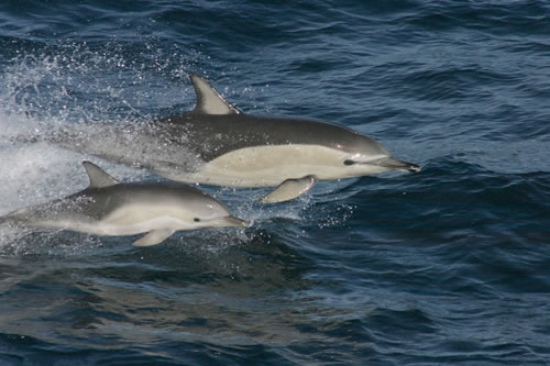 Delphinus delphis