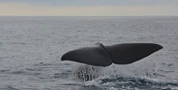Whale watching in the North of Corsica