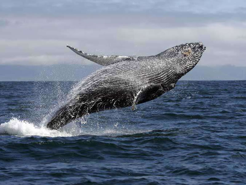 Whale watching in the Ligurian coast